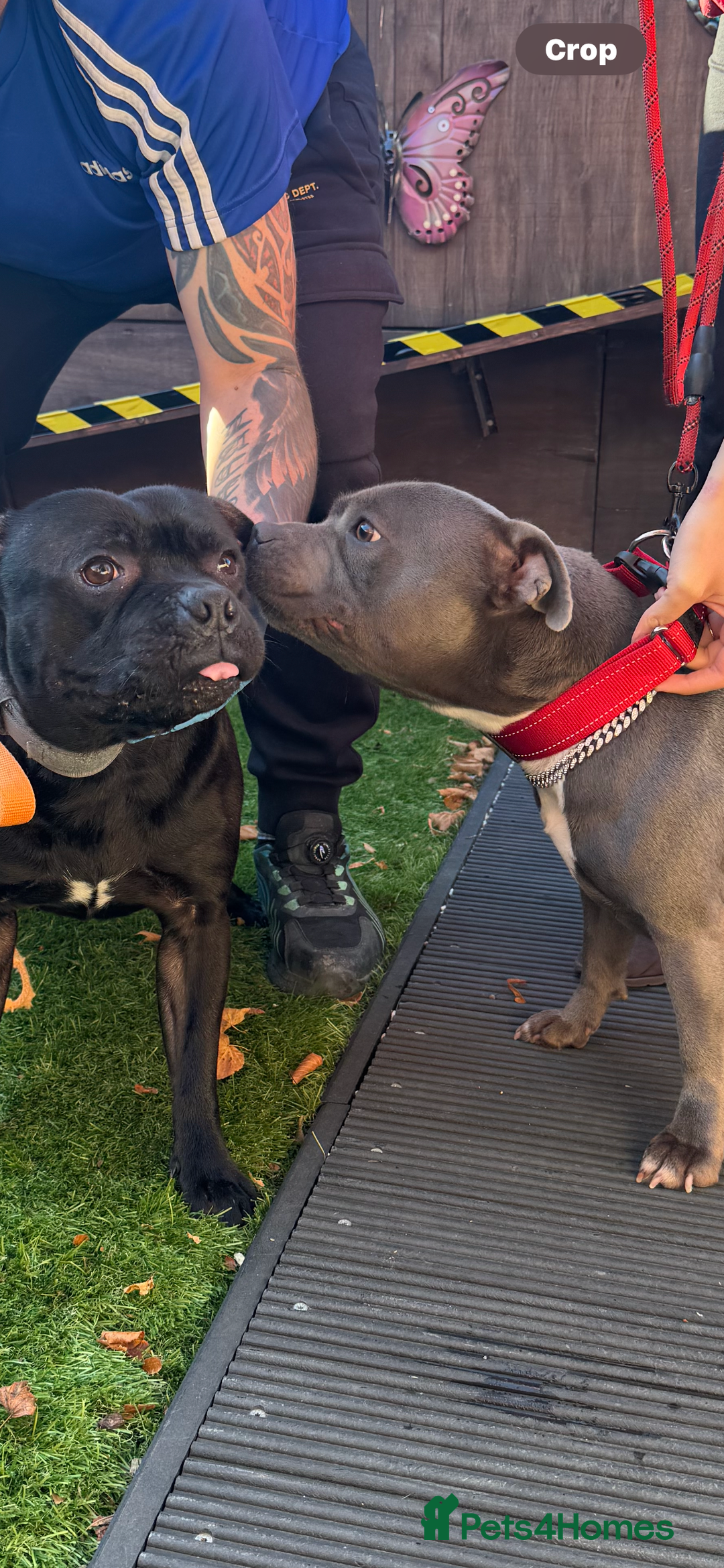 Staffordshire Bull Terrier dogs for stud: STORM FOR STUD in Newton Aycliffe - Image 34