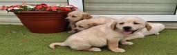 Goldador dogs for sale: Goldador Puppies  - Advert 4