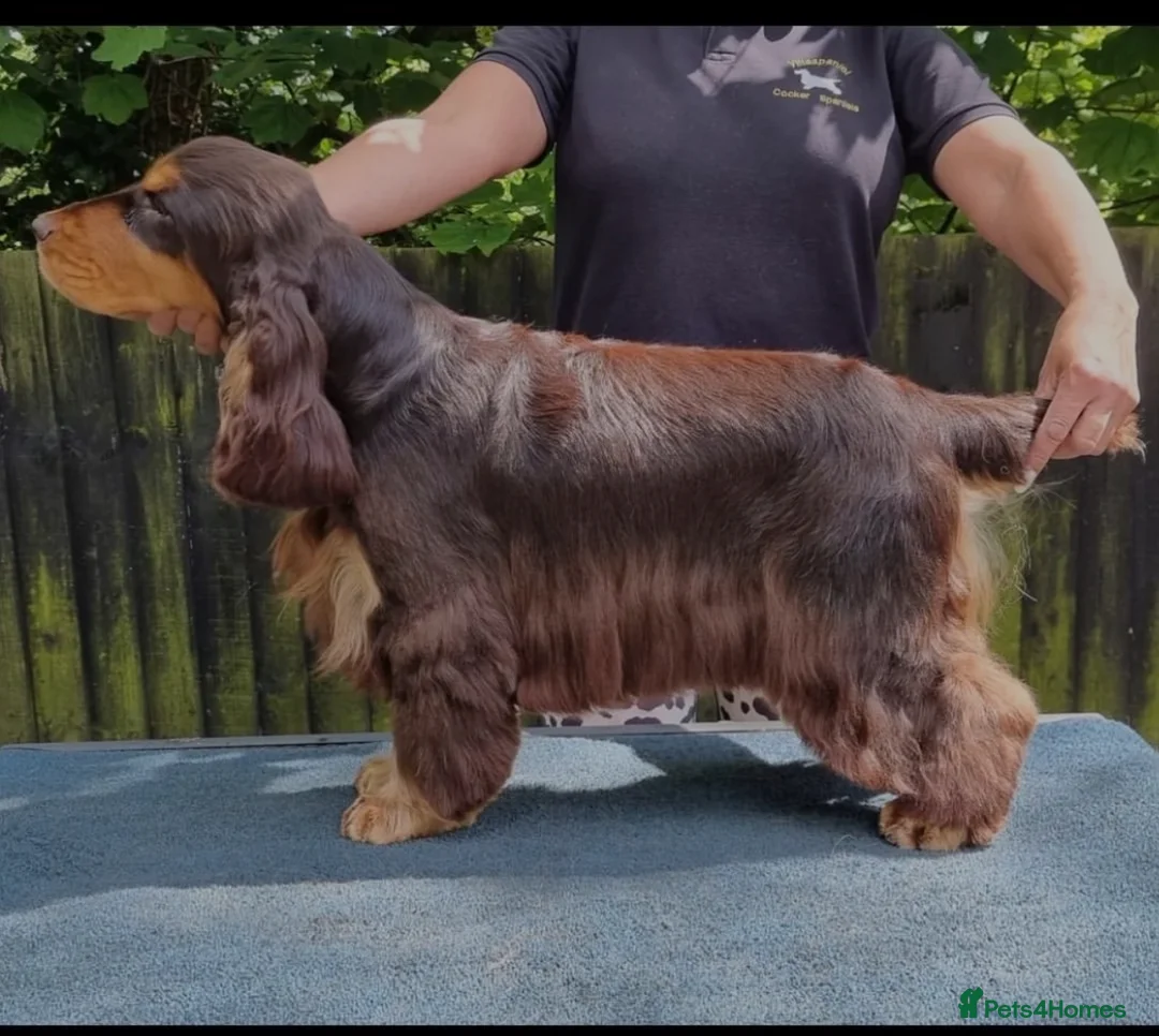 Cocker Spaniel dogs for sale: Show Cocker Spaniel - Advert 10