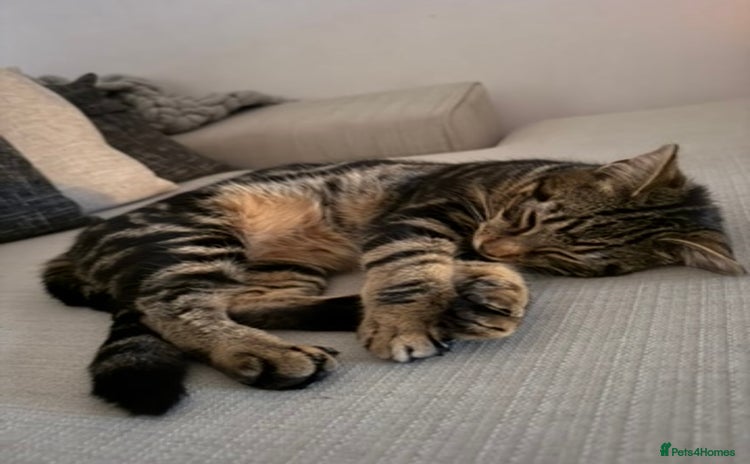 Domestic Shorthair cats - Advert 3
