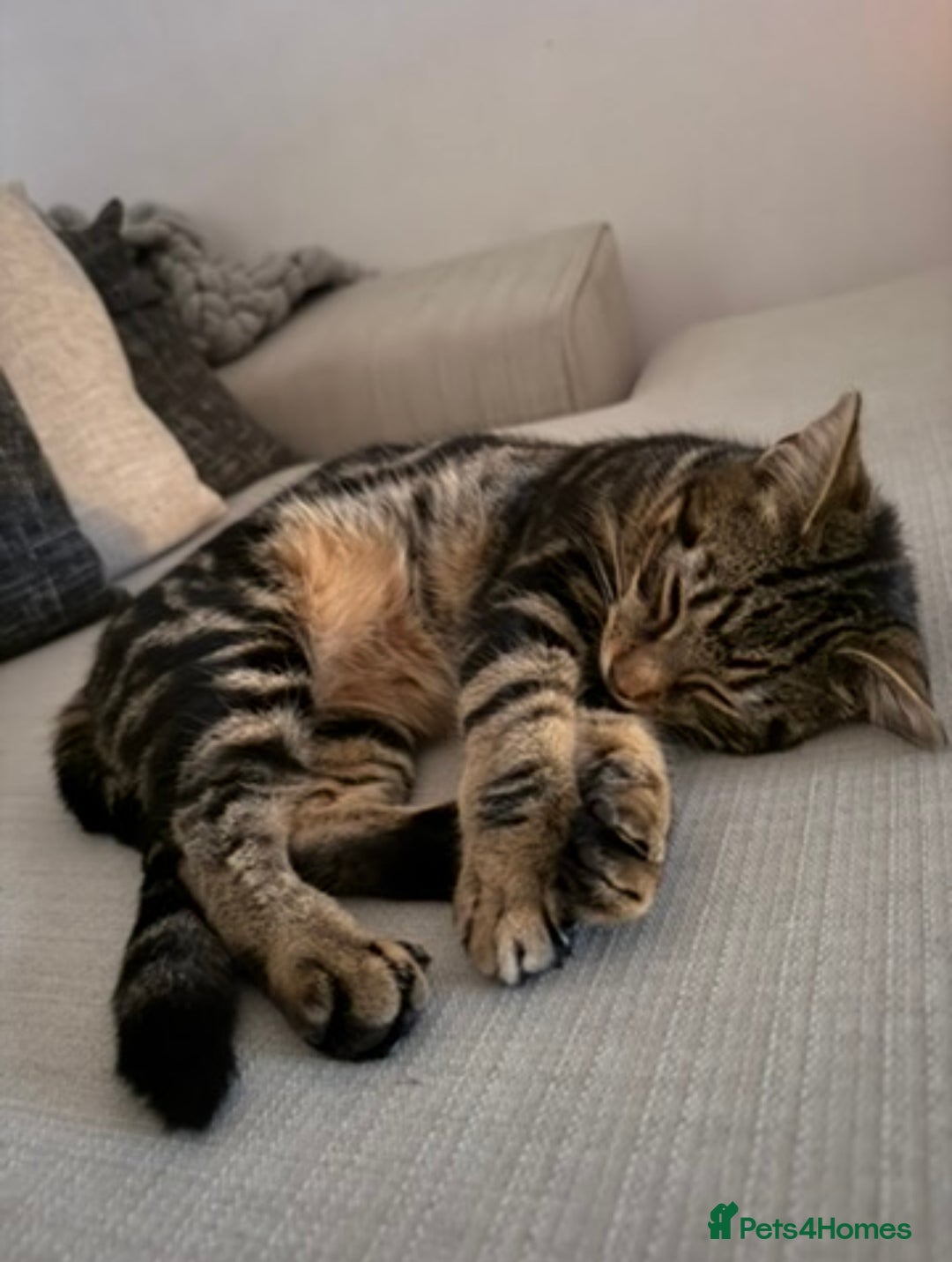 Domestic Shorthair cats for sale: Lovely male cat needing a new home - Image 1