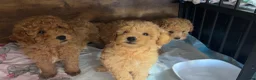 Maltipoo dogs for sale: Maltipoo Girl - Advert 1
