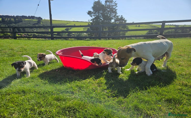 Jack Russell dogs - Advert 1