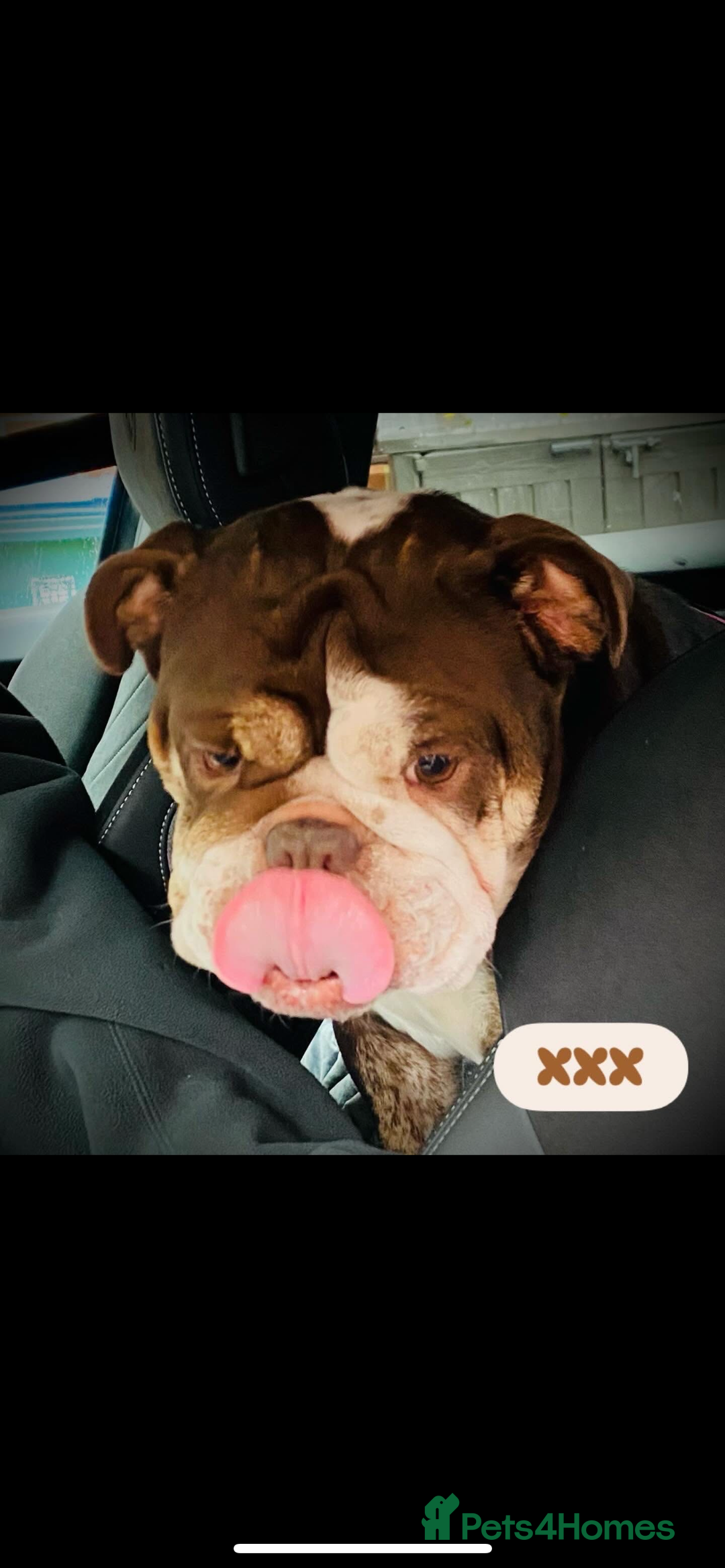 French Bulldog dogs for sale: 1French bull dog 1 English bulldog (read full add) - Advert 8