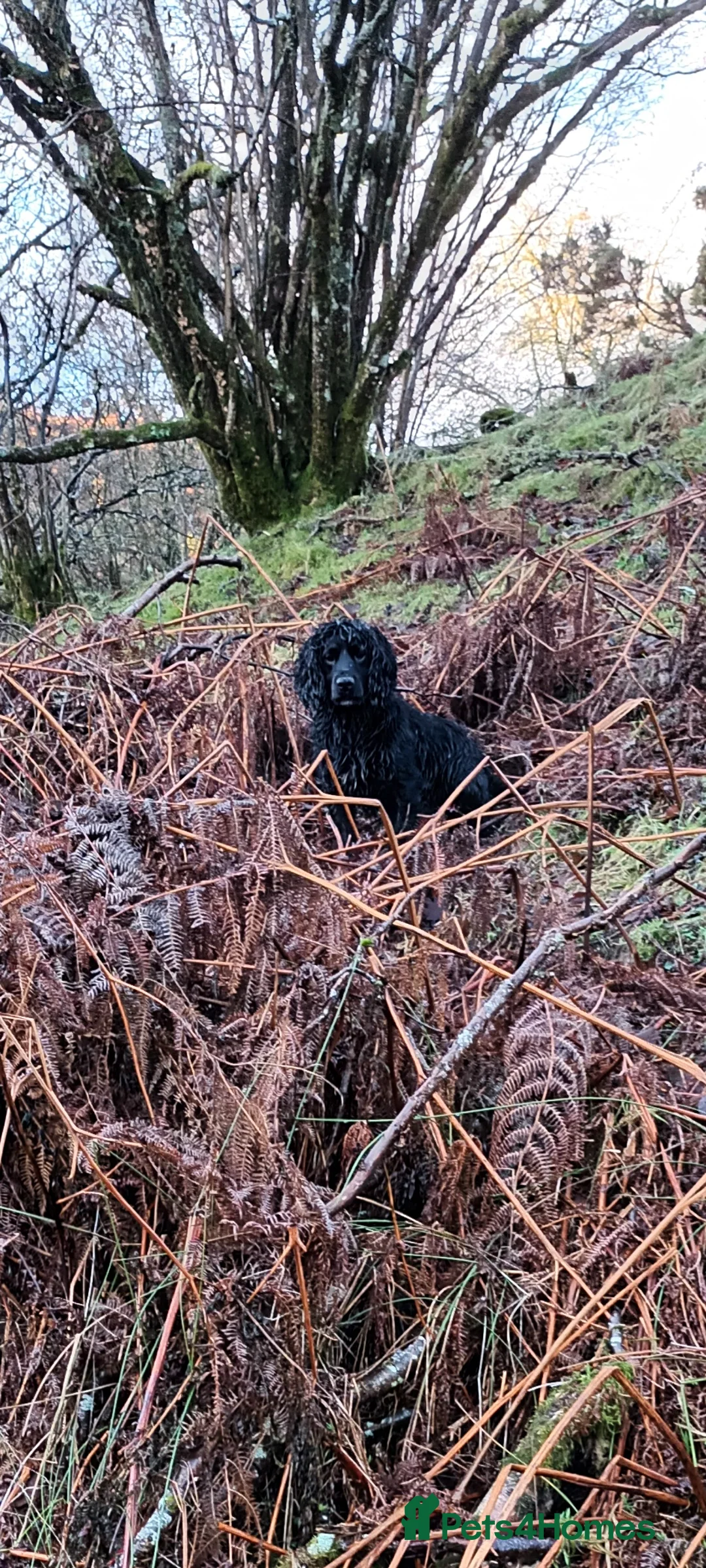 Cocker Spaniel dogs for stud: Working Cocker at stud  in Hexham - Advert 3