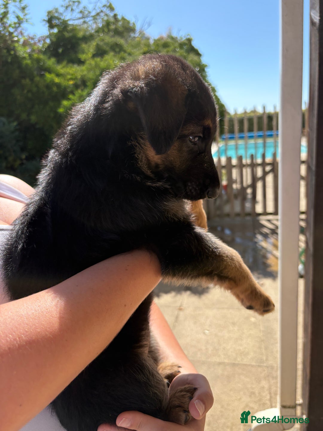 German Shepherd dogs for sale: German Shepherd Puppies - Image 27