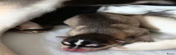 Pomsky dogs for sale: Beautiful f4 pomsky's - Advert 21