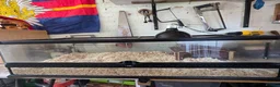 Python Snake reptiles for sale: Albino hognose and full 3 ft viv set up  in Colchester - Advert 3