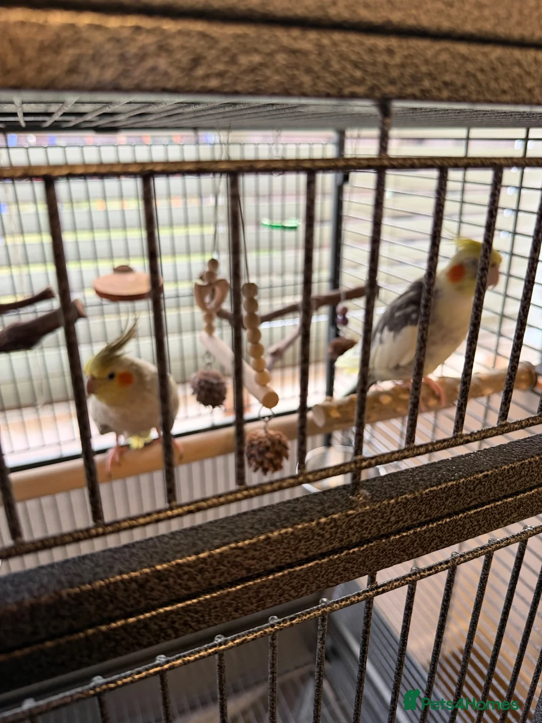 Cockatiels birds for sale: Kira and Pika locking for a loving new home  - Advert 11