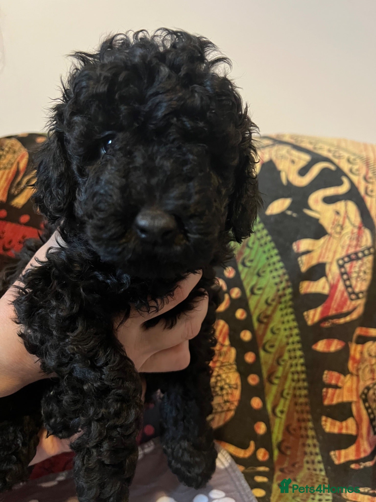 Toy Poodle dogs One Lovely Male Black Toy poodle puppy remaining. - Advert 1