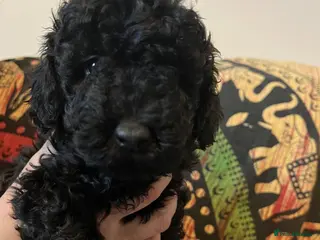 Toy Poodle dogs One Lovely Male Black Toy poodle puppy remaining. - Advert 1