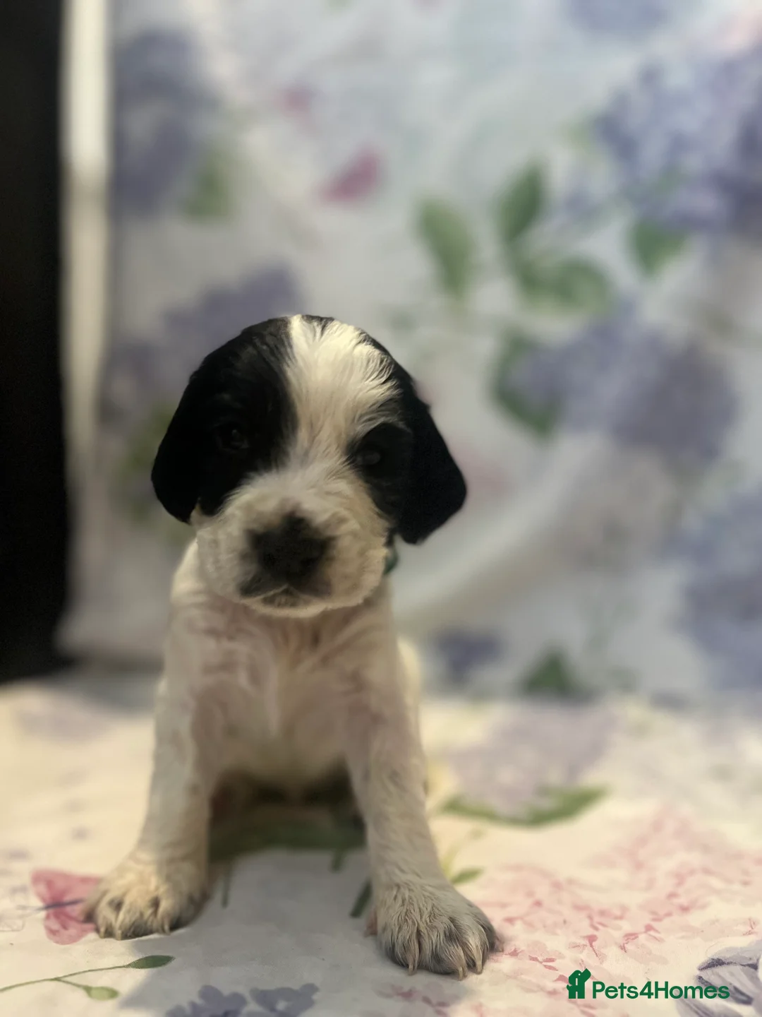 Cocker Spaniel dogs for sale: Working cocker spaniel puppies - Advert 19