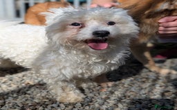 Mixed Breed dogs for adoption: Max - In Ayr Looking for a home  - Image 6