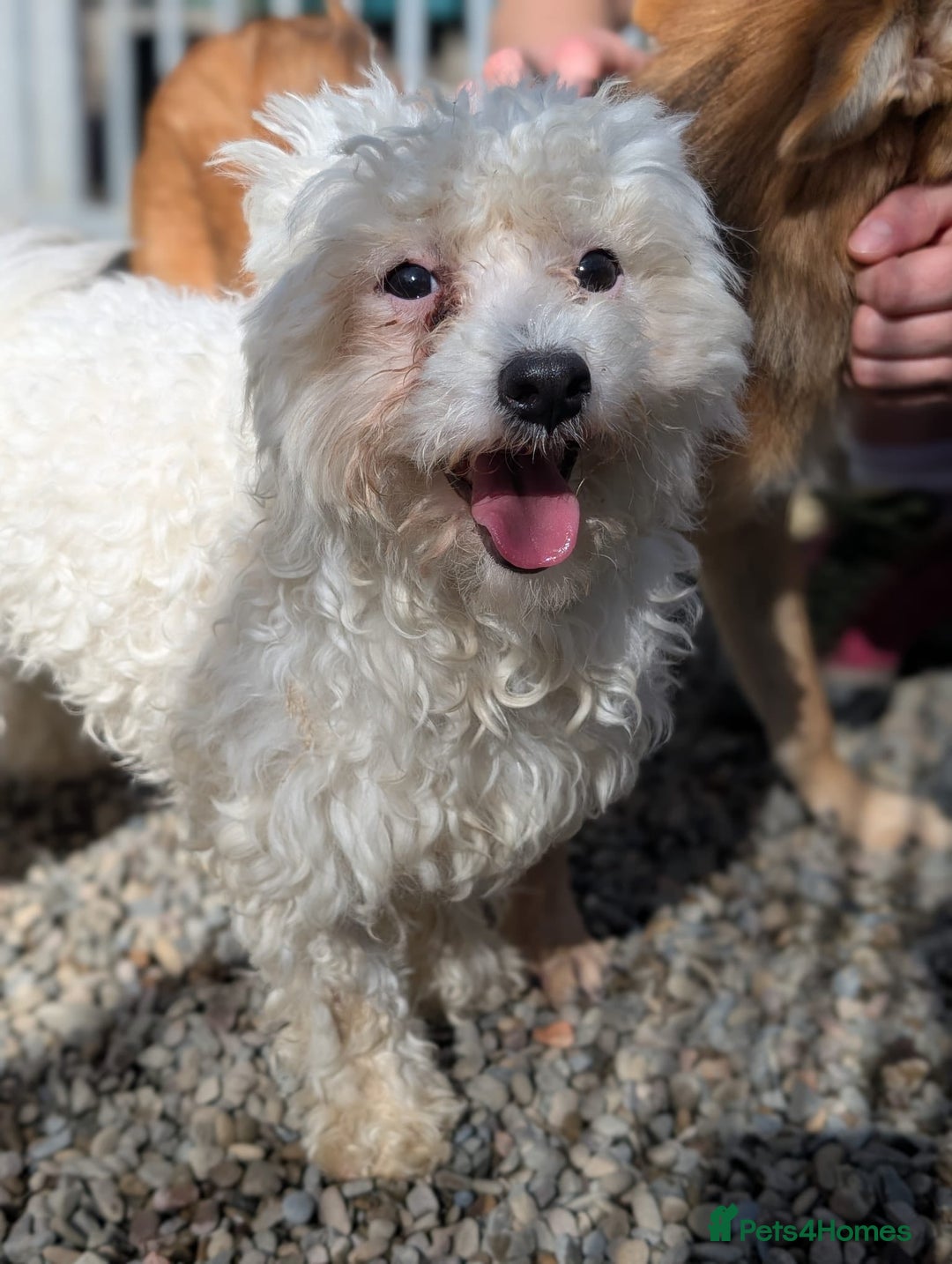 Mixed Breed dogs for adoption: Max - In Ayr Looking for a home  - Image 6