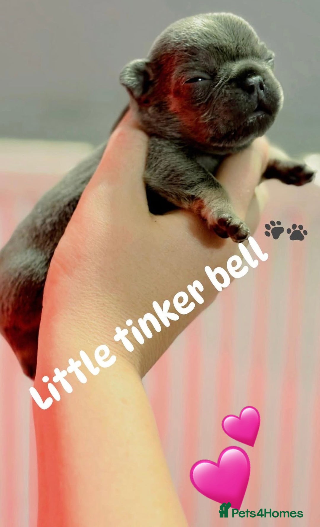 French Bulldog dogs for sale: Chunky French bulldog puppies  - Image 34