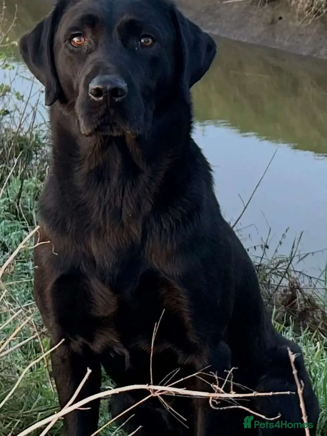 Labrador Retriever dogs for sale: Labrador Retriever Puppies - Advert 4