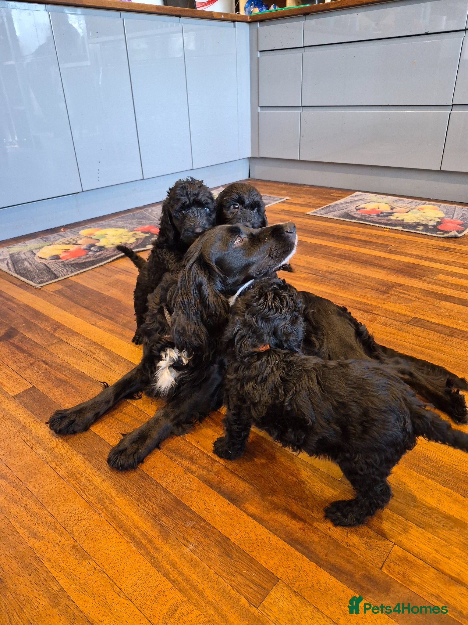 Cockapoo dogs Beautiful F1 COCKERPOO PUPPIES for sale  - Advert 1
