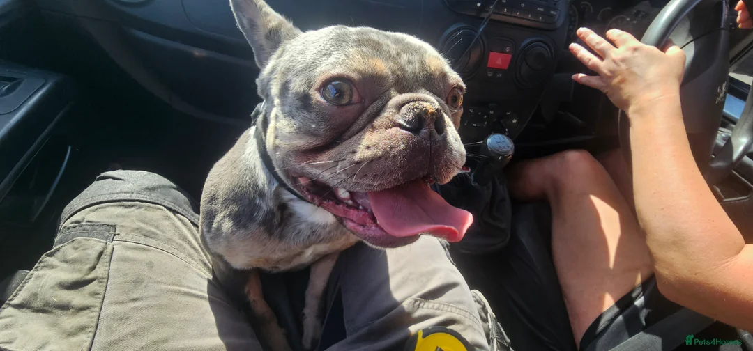 French Bulldog dogs for sale: 2 year old franch bulldog  in Bournemouth - Advert 6