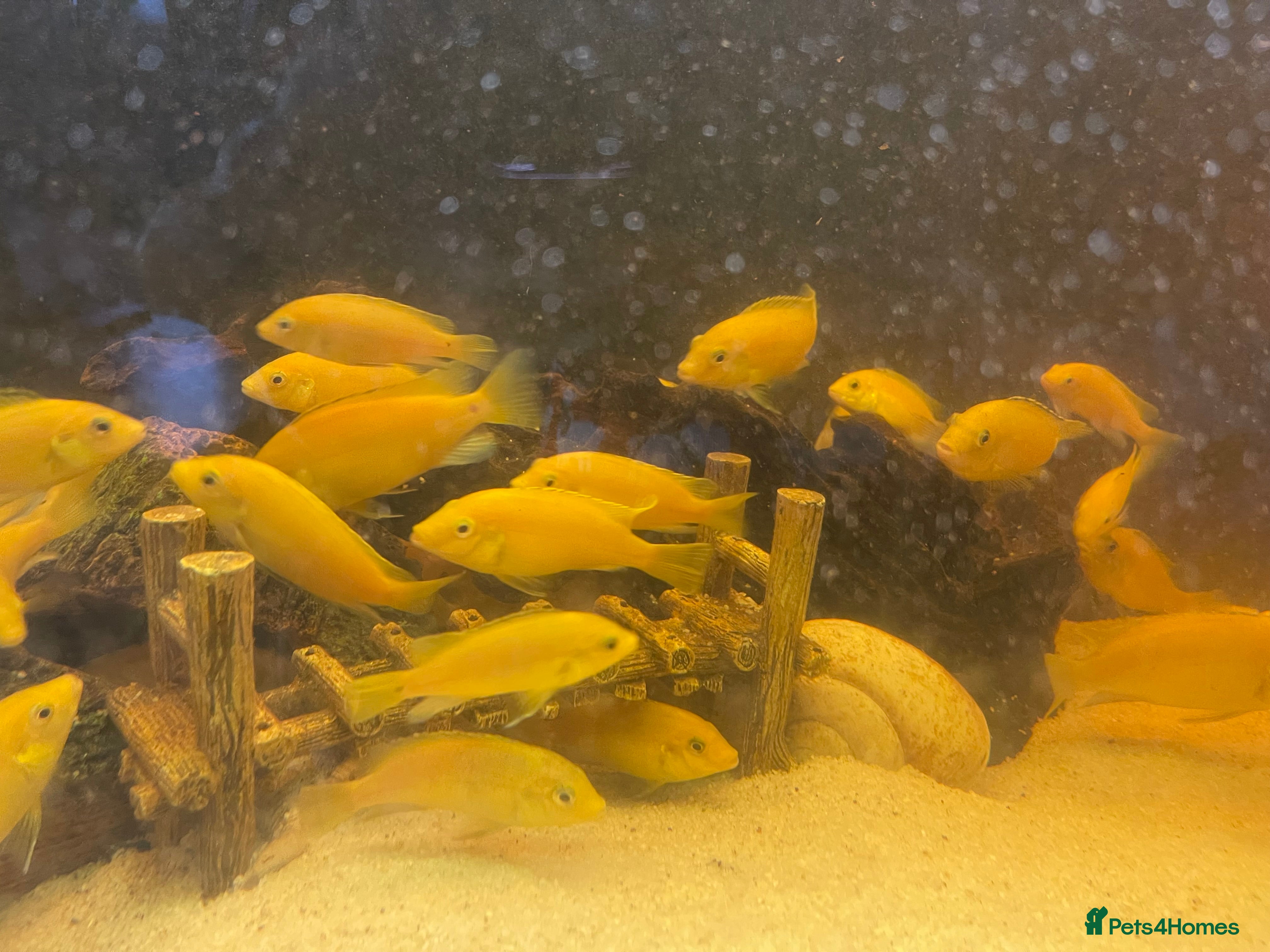 Cichlids fish Cichlids for sale  - Advert 1