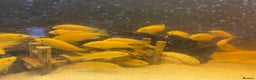 Cichlids fish for sale: Cichlids for sale  - Advert 1