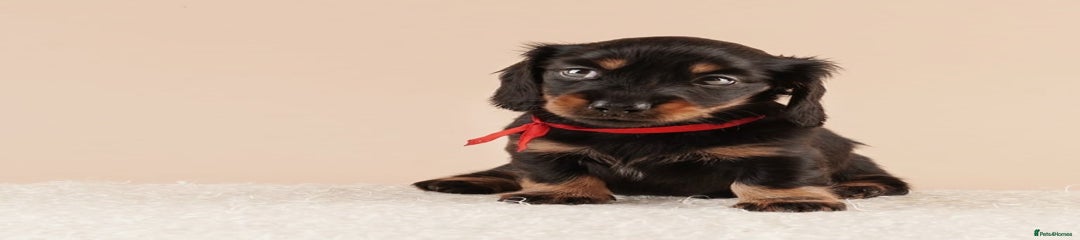 Miniature Dachshund Puppy 3