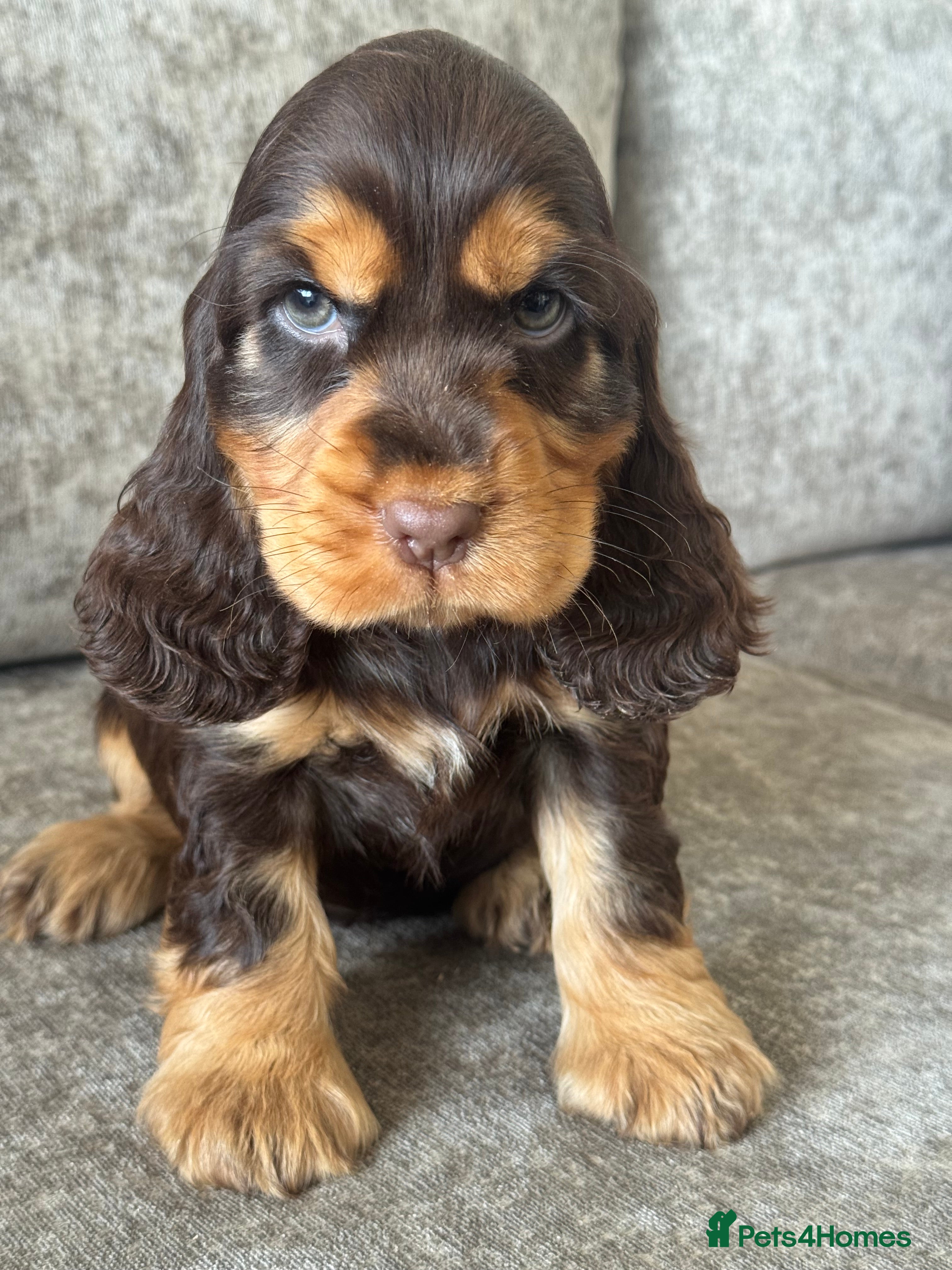Cocker Spaniel dogs BEAUTIFUL KC REGISTERED❤️SHOW TYPE❤️HEALTHTESTED - Advert 2