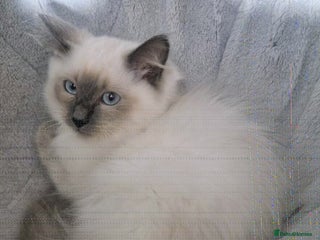 Ragdoll cats LAST Pedigree Ragdoll for sale now REDUCED £450 - Advert 1