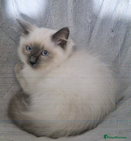 Ragdoll cats LAST Pedigree Ragdoll for sale now REDUCED £450 - Advert 6