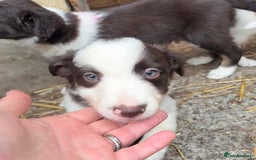 Border Collie dogs for sale: Red and white Border Collie Pups  - Image 7