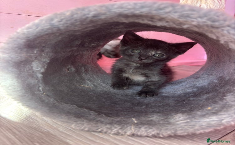 Domestic Shorthair cats - Advert 1