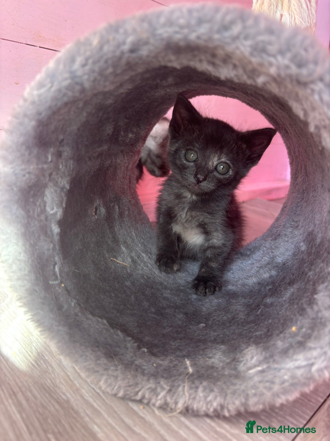 Domestic Shorthair cats for sale: Ragdoll/domestic short hair boys ready now - Image 1