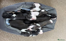 Boston Terrier dogs for sale: Beautiful Boston Terrier Puppies for Loving Homes - Image 2