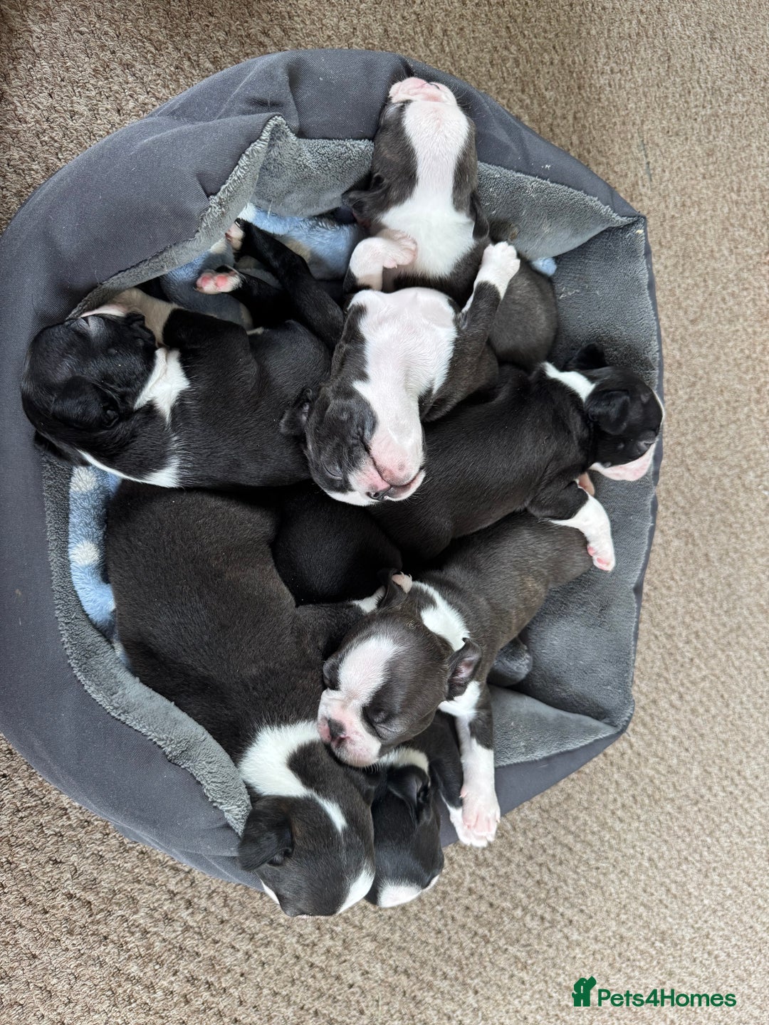 Boston Terrier dogs for sale: Beautiful Boston Terrier Puppies for Loving Homes - Image 2