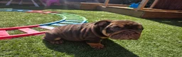 English Bulldog dogs for sale: Litter of bulldogs  - Advert 18