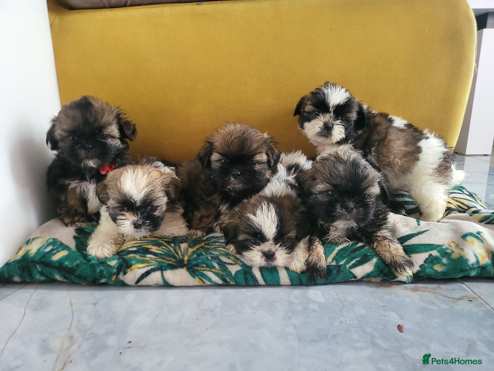 Shih Tzu dogs Shih tzu puppies - Advert 1