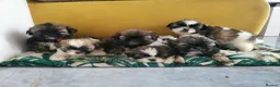 Shih Tzu dogs for sale: Shih tzu puppies - Advert 1