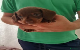 Dachshund dogs for sale: Dashhound puppies  - Image 6