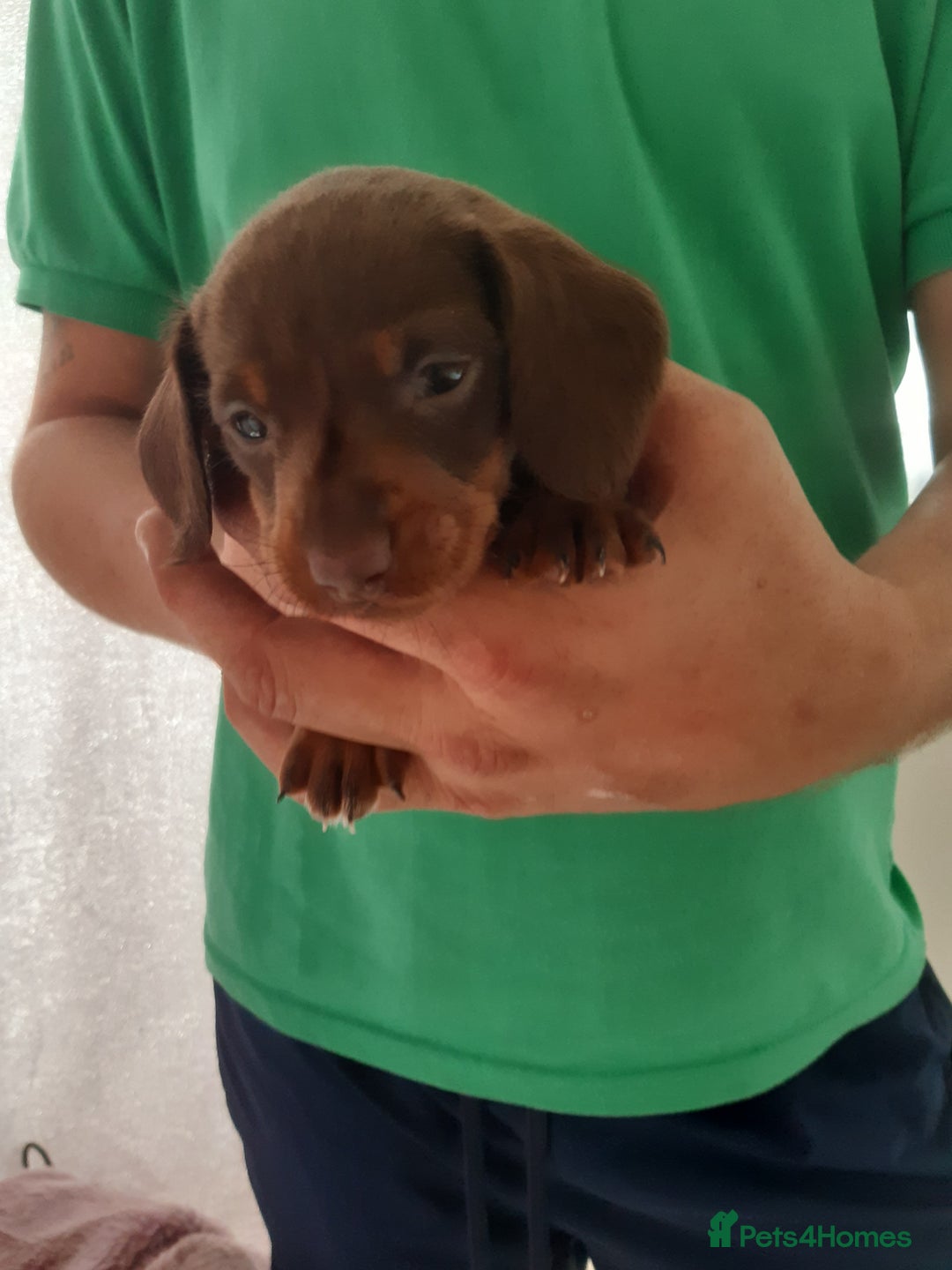 Dachshund dogs for sale: Dashhound puppies  - Image 6
