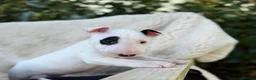English Bull Terrier dogs for sale: Champion Bloodline English Bull Terrier Puppies - Advert 20