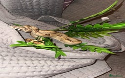 Boa Snake reptiles for sale: Male boa - Image 6