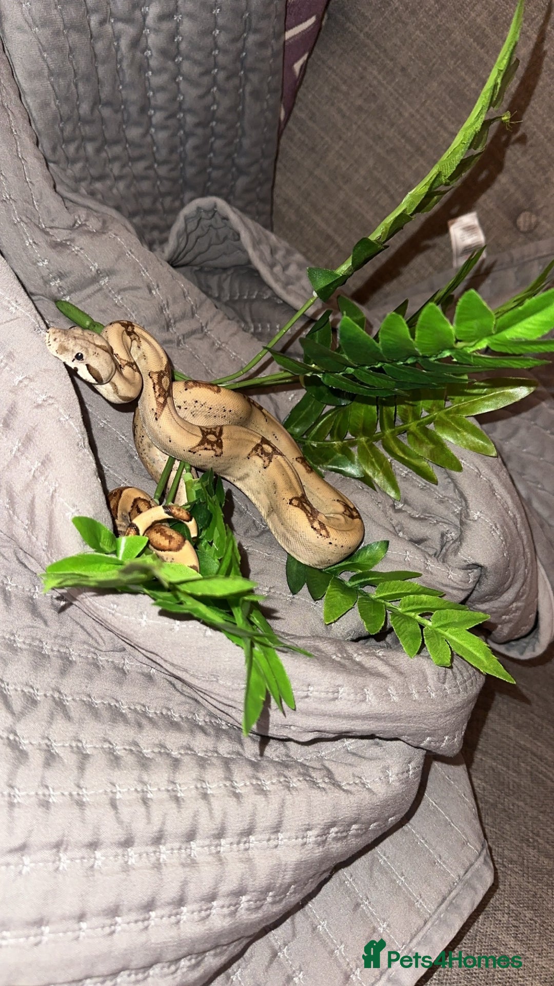 Boa Snake reptiles for sale: Male boa - Image 6