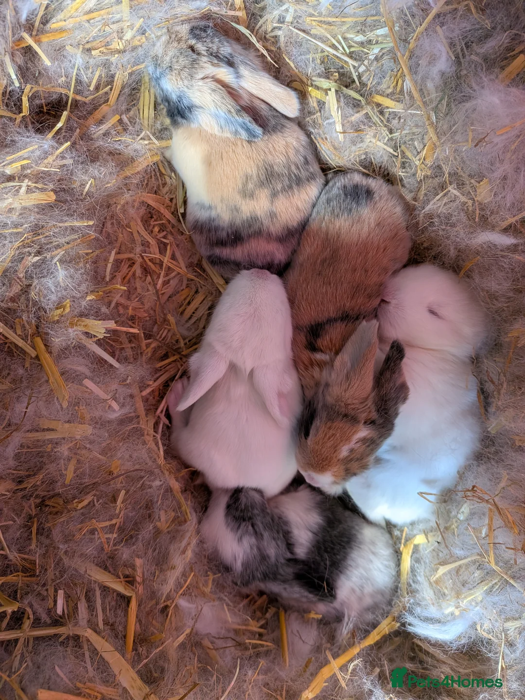 English Lop rabbits for sale: 5 English lops  - Advert 1