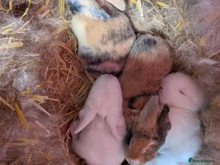 English Lop rabbits 5 English lops - Advert 3