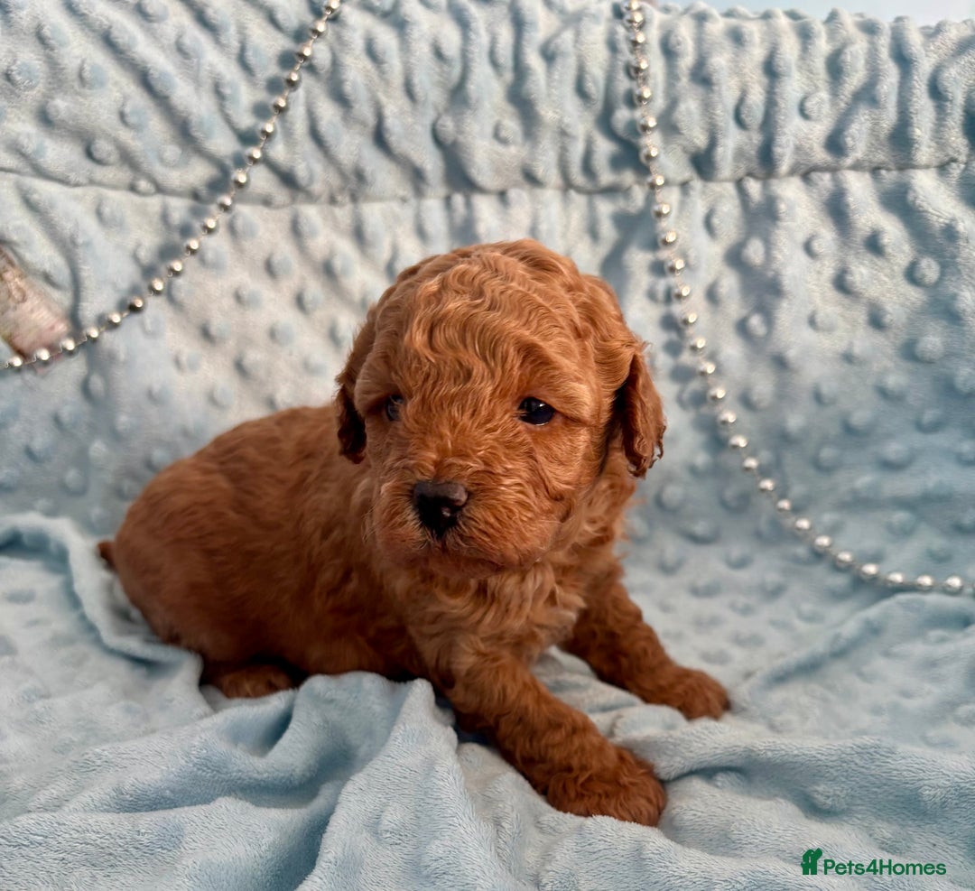 Toy Poodle dogs for sale: KC registered toy poodles - Advert 16