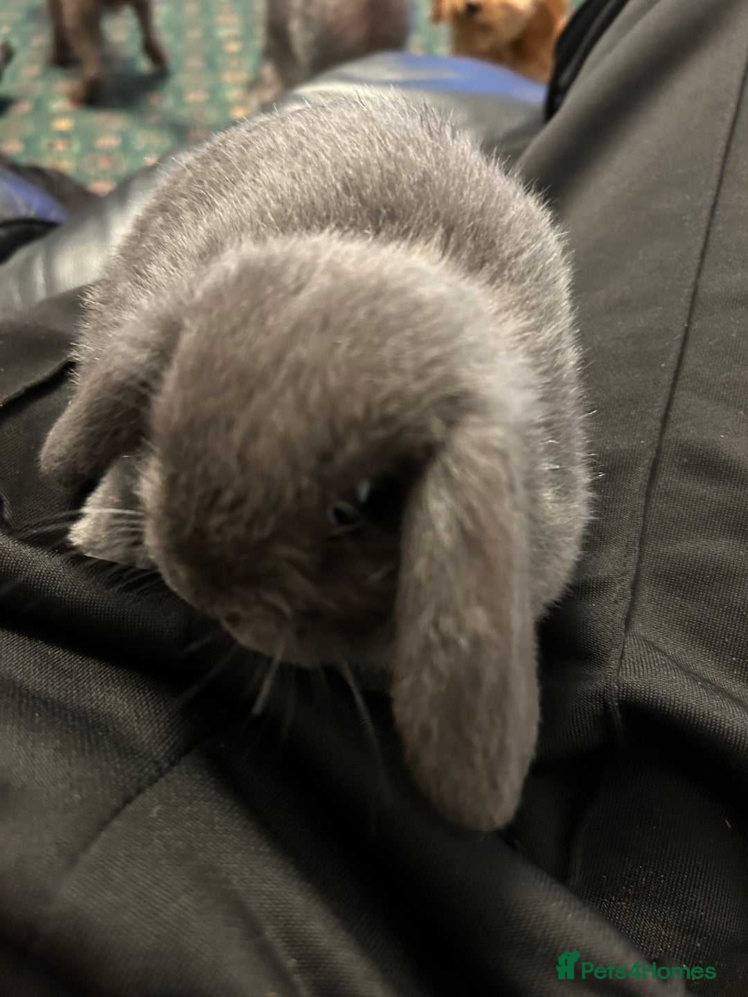 Mini Lop rabbits for sale: Mini lop rabbit babies - Advert 5