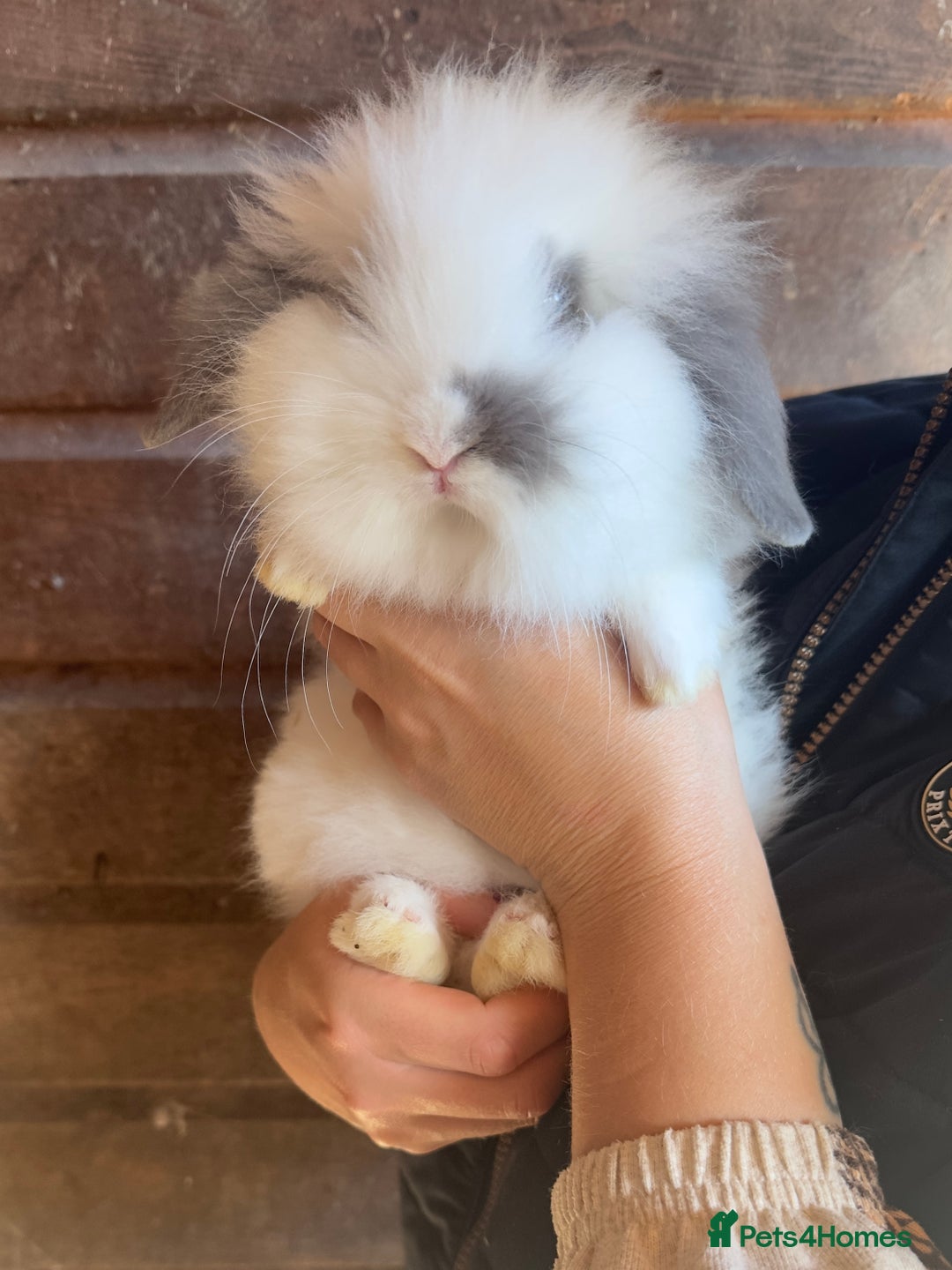 Lionhead rabbits for sale: Extra Special Lionhead Bunnies  - Image 9