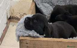 Labrador Retriever dogs for sale: Beautiful working labrador boys  - Image 17