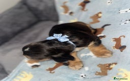 Cocker Spaniel dogs for sale: Beautiful show type cocker spaniel puppies  - Image 18