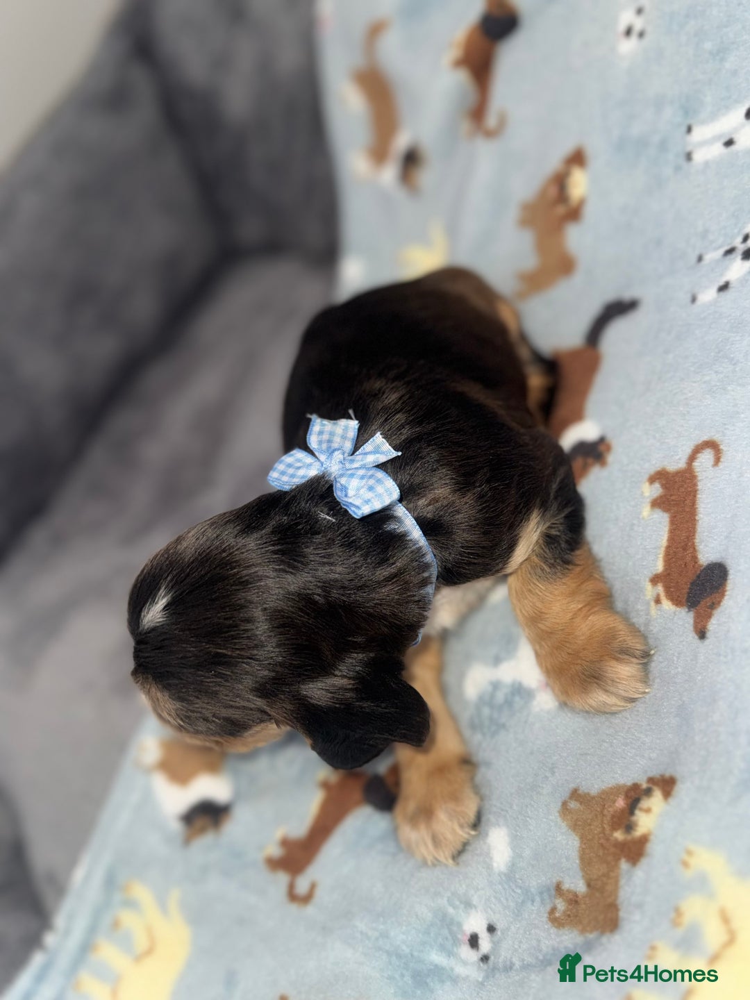 Cocker Spaniel dogs for sale: Beautiful show type cocker spaniel puppies  - Image 18