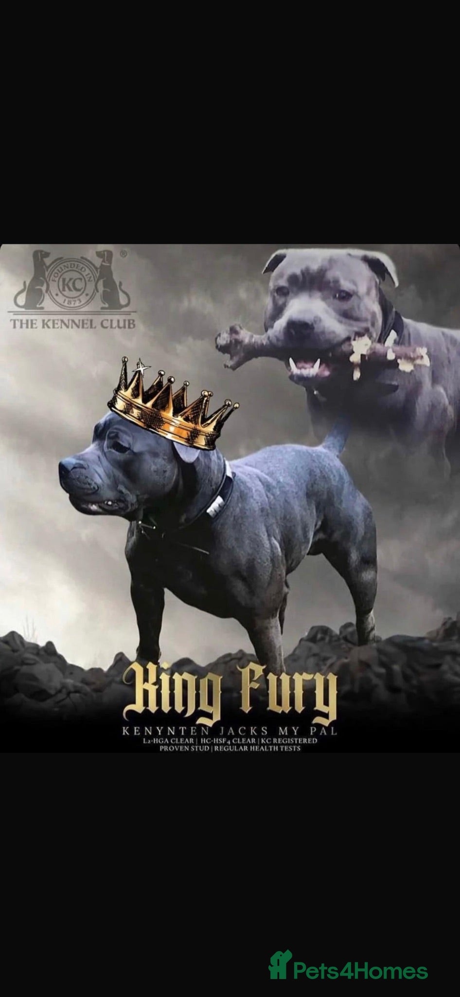Staffordshire Bull Terrier dogs KC REG BLUE KING FURY PUPS - Advert 1